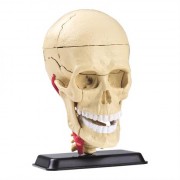 Edu-Toys Модель черепа с нервами сборная, 9 см (SK010)