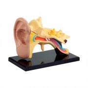 Edu-Toys Модель анатомия уха сборная, 7,7 см (SK012)
