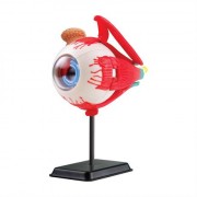 Edu-Toys Модель глазного яблока сборная, 14 см (SK007)