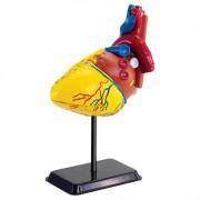 Edu-Toys Модель серця людини збірна, 14 см (SK009)