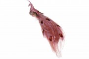Декоративний Павич Bon на кліпсі 27см, колір - темно-рожевий 499-050
