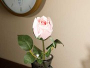 Штучна квітка Dream Rose 52 см рожева EH