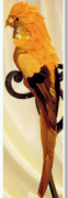 Декоративний птах Папуга Bon 35см, помаранчевий 117-534
