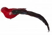Декоративная птица на клипсе Bon 32см, цвет - бордо с чёрным 499-085