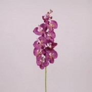 Фаленопсис фиолетовый Flora 71225