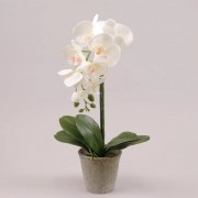 Орхидея в горшке 55 см. Flora 72681