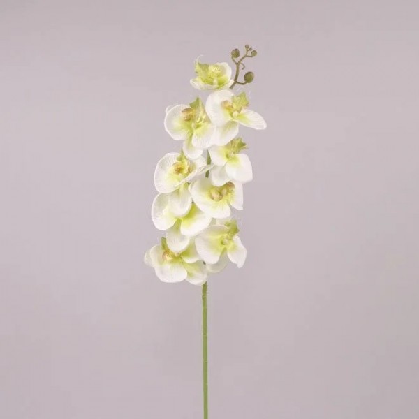 Фаленопсис бело-зеленый Flora 70951