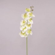 Фаленопсис бело-зеленый Flora 70951