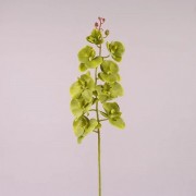 Фаленопсис зеленый Flora 72808