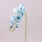 Цветок Фаленопсис Flora Голубой 72793