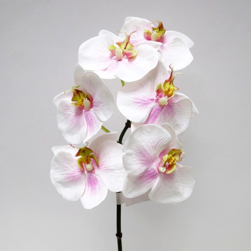 Квітка Фаленопсис Flora біло-рожевий 72794