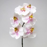 Цветок Фаленопсис Flora бело-розовый 72794