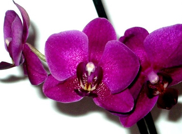 Квітка Фаленопсис Flora темно-фіолетовий 72791