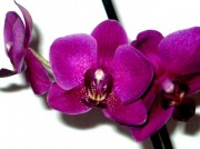 Цветок Фаленопсис Flora темно-фиолетовый 72791