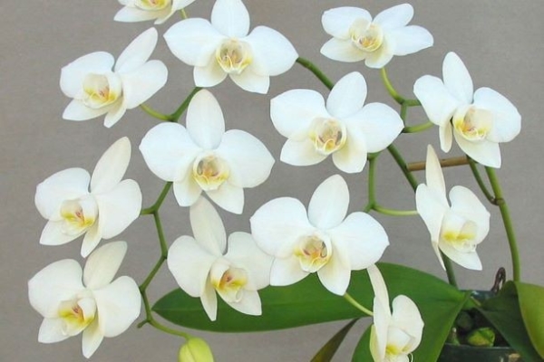 Квітка Фаленопсис Flora біла із зеленою серединкою 72795