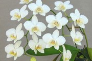 Цветок Фаленопсис Flora белый с зеленой серединкой 72795