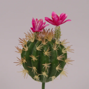Кактус искусственный с розовым цветом 27 см. Flora 71451