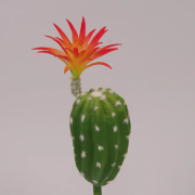 Кактус искусственный с оранжевым цветом 35 см. Flora 71446