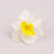 Головка Нарцисса белая с желтой серединкой Flora 23014