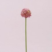 Цветок Чеснока бело-красный Flora 72884