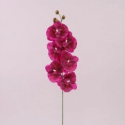 Цветок Фаленопсис марсаловый Flora 72872
