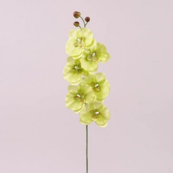 Квітка Фаленопсис зелена Flora 72877
