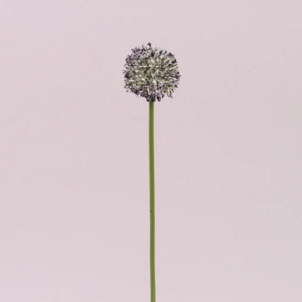 Квітка Часнику біло-фіолетовий Flora 72883
