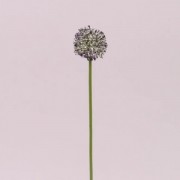 Цветок Чеснока бело-фиолетовый Flora 72883