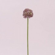Квітка Часнику біло-бордова Flora 72885