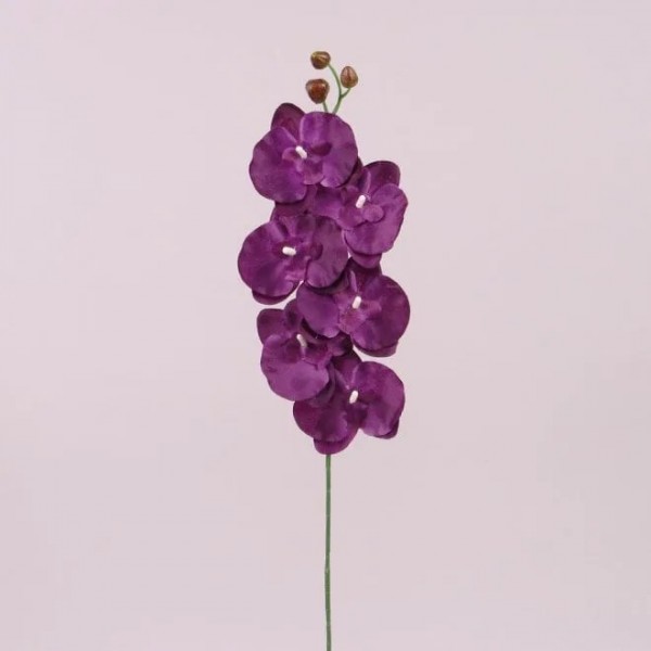 Квітка Фаленопсис темно-фіолетовий Flora 72878