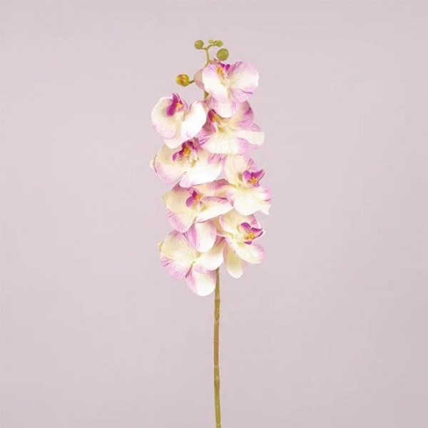 Квітка Фаленопсис кремово-фіолетовий Flora 72910
