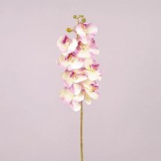 Цветок Фаленопсис кремово-фиолетовый Flora 72910