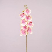 Цветок Фаленопсис кремово-розовый Flora 72907