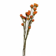 Сухоцвет оранжевый Elso (8430-045)
