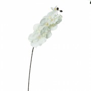 Орхидея онцидиум, белая (8701-036) Elso