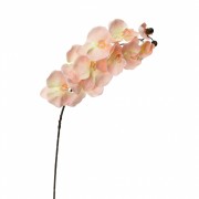 Орхидея онцидиум, светло-розовая (8701-037) Elso