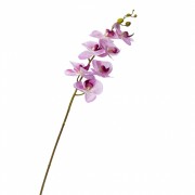 Орхідея фаленопсис, бузкова (8701-002) Elso