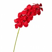 Орхидея онцидиум, красная (8701-034) Elso