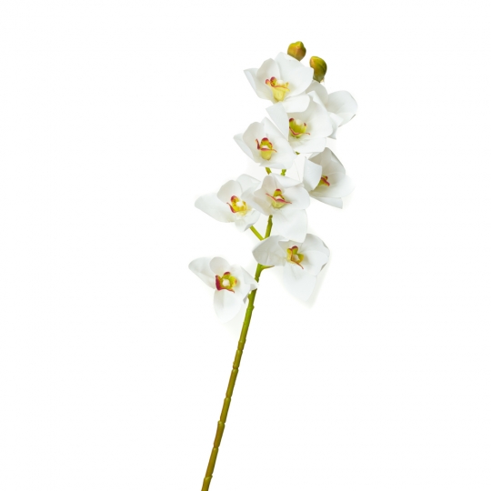 Орхидея ванда, белая (8701-028) Elso