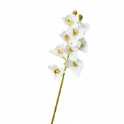 Орхідея ванда, біла (8701-028) Elso