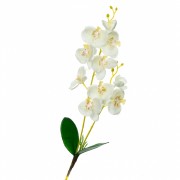 Орхідея катлея, біла з рожевим (8701-026) Elso