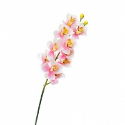 Орхидея беаллара, белая с розовым (8701-031) Elso