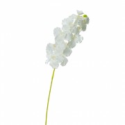 Орхидея беаллара, белая (8701-032) Elso