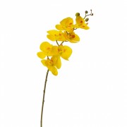 Орхидея фаленопсис, желтая (8701-001) Elso