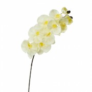 Орхидея онцидиум, кремовая (8701-038) Elso