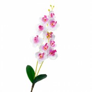 Орхидея катлея, белая с розовым (8701-025) Elso