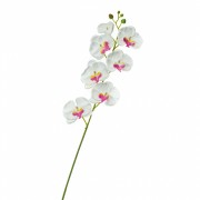 Орхідея фаленопсис, біла з рожевим (8701-019) Elso