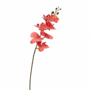 Орхидея фаленопсис, персиковая (8701-005) Elso