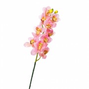 Орхидея беаллара, розовая с желтым (8701-030) Elso