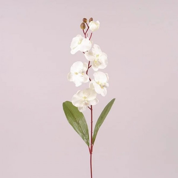 Цветок Фаленопсис Flora кремовый 73012